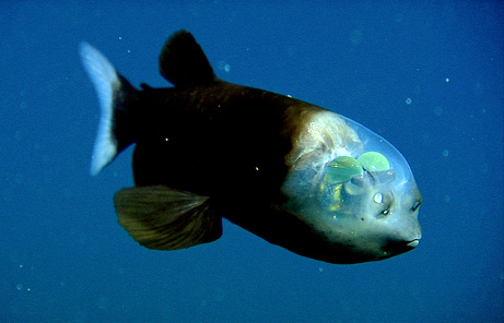 长着透明头的鱼(图片提供：Monterey Bay Aquarium Research Institute )