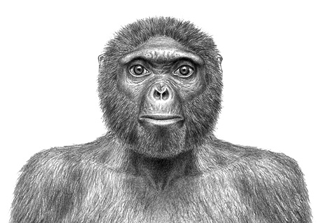 最古老人类祖先骨骼化石(图片提供：J. H. Matternes via Science/AAAS )