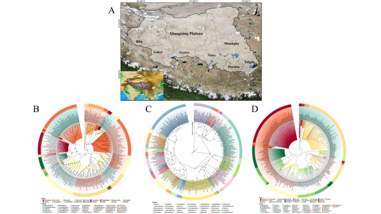 西北高原所在羌塘高原植物区系形成与演化研究中取得新进展